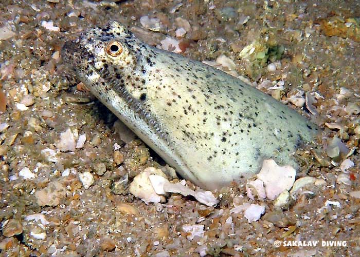 Night dive Nosy Be Madagascar